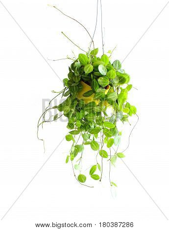 Green Ivy House Plant Haning On White Background
