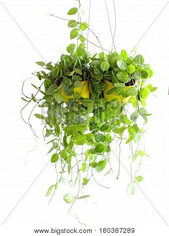 Green Ivy House Plant Haning On White Background