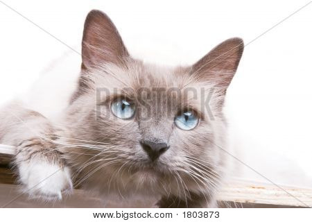 Neugierige Katze