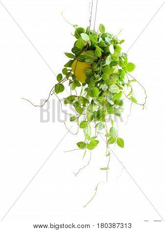 Green Ivy House Plant Haning On White Background
