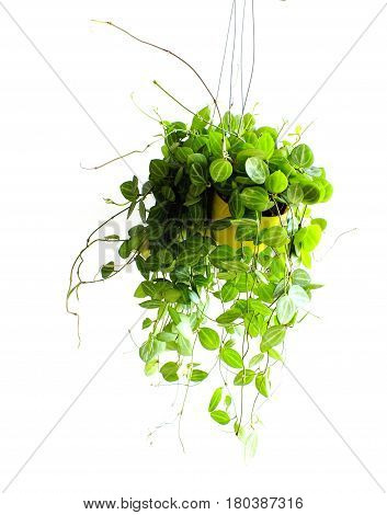 Green Ivy House Plant Haning On White Background