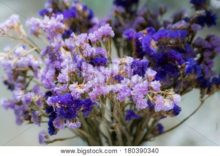 Closeup of the beautiful purple statice flowers