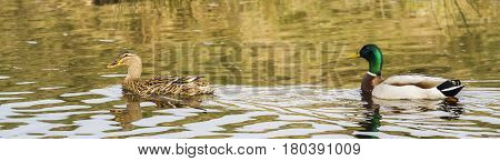 Ducks in the lake,,Germany.Waterbird of Europe prefer living in lakes