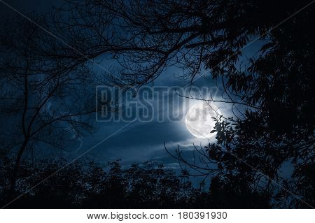 Silhouettes of dry trees against night sky with clouds and full moon over tranquil nature background. Landscape in the evening at national park. Beauty of nature. The moon were NOT furnished by NASA.