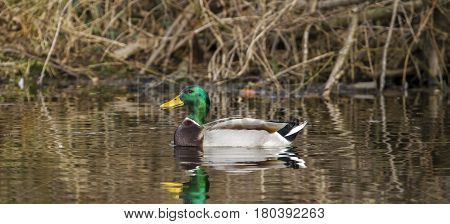 Ducks in the lake,,Germany.Waterbird of Europe prefer living in lakes