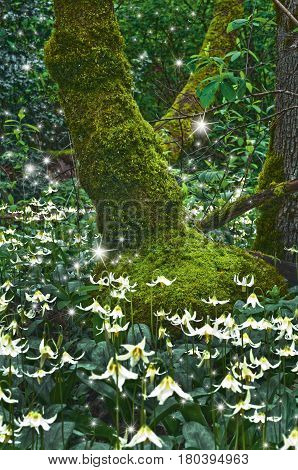 Ancient mossy Tree surrounded by a meadow of Fawn Lily flowers and glowing magical fairies at twilight