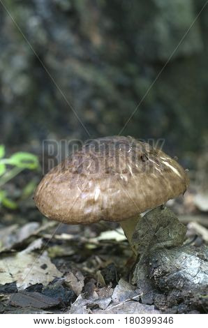 Deer Mushroom (Pluteus cervinus) in a forest close up