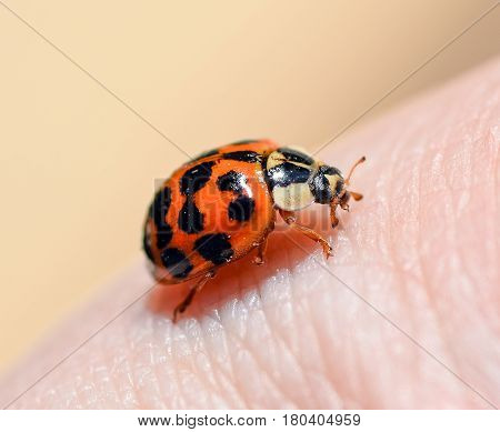 Ladybird beetle on the background of human hand. Ladybug close up.  Macro photo of insect ladybug.