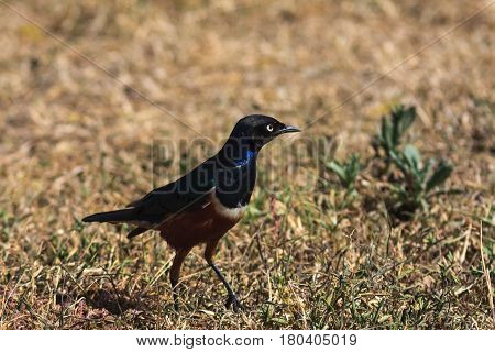 African starling on the ground. Tarangire, Tanzanya