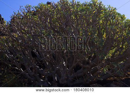 Arid territory of Lobos island, Canary, Spain. Euphorbia balsamifera plant. Tabaiba dulce. Lanzarote symbol