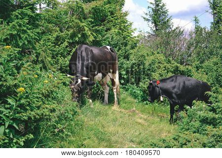 Cows grazing on a lovely green pasture in the Ukrainian Carpathians