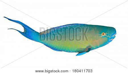 Parrotfish reef fish isolated on white background