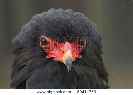 photo portrait of an alert Bateluer Eagle