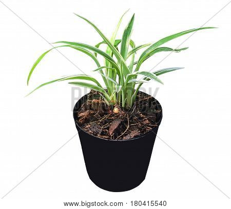 Chlorophytum Comosum Plant Green And White Leaves In The Black Pot Top View Isolated, White Backgrou