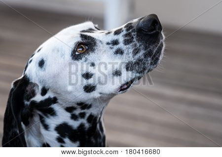 Head Of A Dalmatian Dog