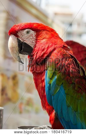 Macaw parrot with red and blue feathers