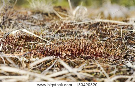As Tortula Moss Background Of Snow