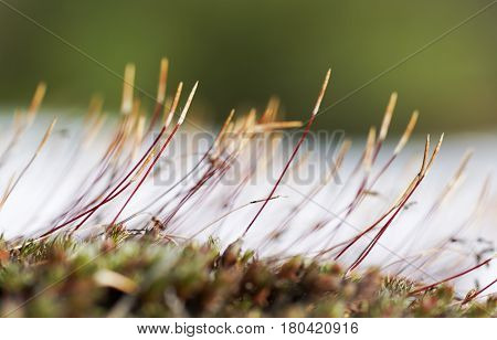 As Tortula Moss Background Of Snow