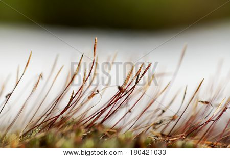 As Tortula Moss Background Of Snow
