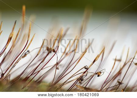 As Tortula Moss Background Of Snow