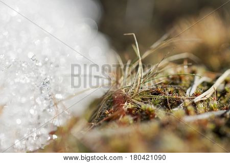 As Tortula Moss Background Of Snow