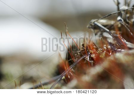 As Tortula Moss Background Of Snow
