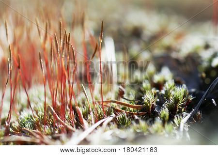 As Tortula Moss Background Of Snow