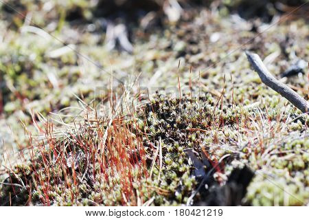 As Tortula Moss Background Of Snow