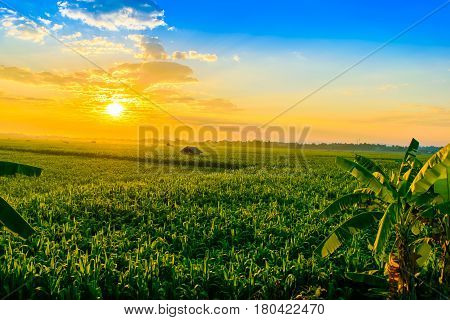 Beautiful morning sunrise over the corn field