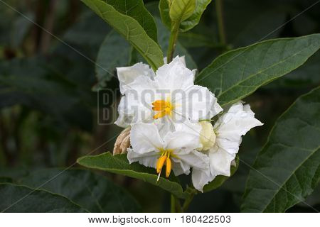 Solanum white flower macro. Blooming potato. Natural background