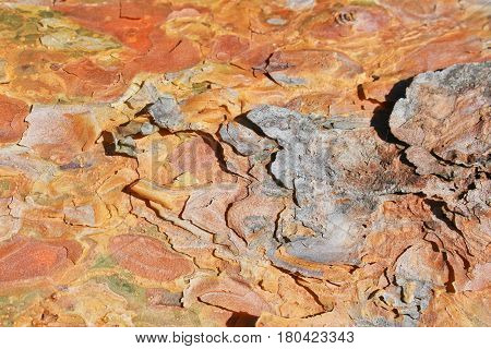 Pine bark texture with knag in brown and orange color