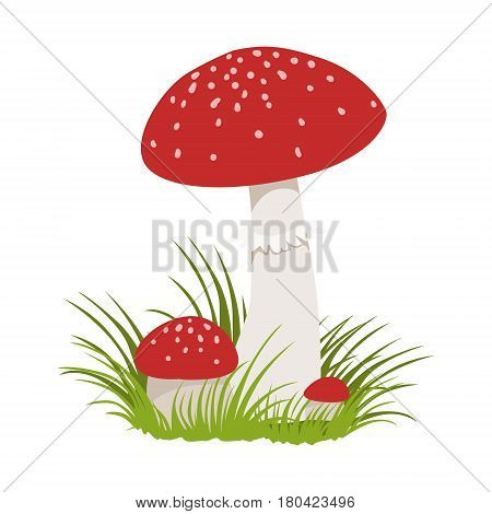 Amanita muscaria, poisonous mushrooms. Colorful cartoon illustration isolated on a white background