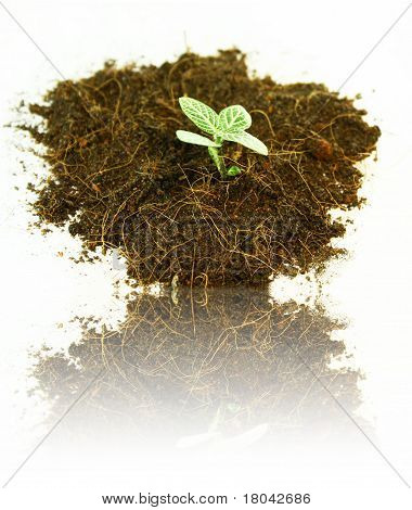 Malý strom v půdě s odleskem
