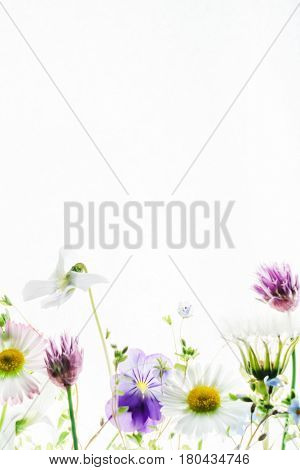 spring flowers