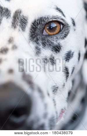 Head Of A Dalmatian Dog