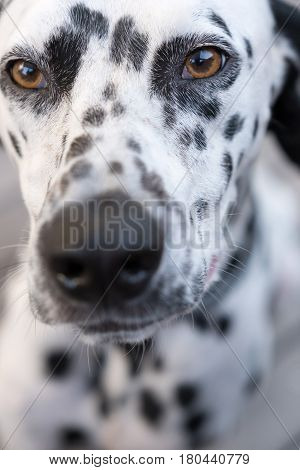 Head Of A Dalmatian Dog