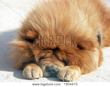 Chow Chow vermelho