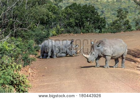 White rhinoceros in resting on a dirt road in Marakele national park