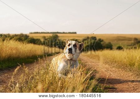 the dog breed Central Asian Shepherd lying on a ground