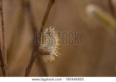 Closeup of Salix discolor (America Pussy Willow) seedpod on a branch