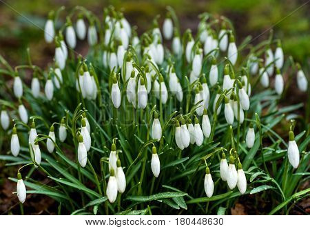 Snowdrops in the forest bright spring morning