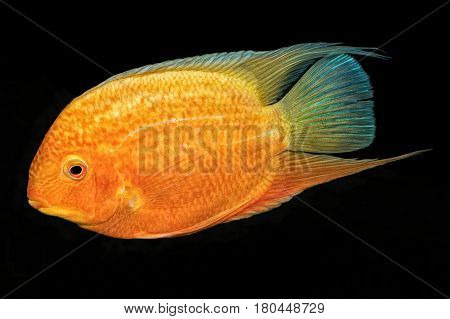 Cichlid Fish (heros Sp.) On A Black Background
