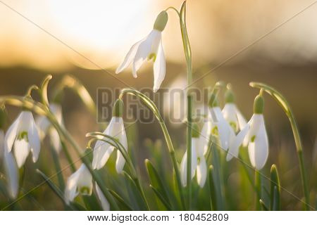 Snowdrop flowers on sunset in spring closeup. Many of white flowers galanthus nivalis as a symbol of spring. Fresh green with white blossoms. Snowdrops flowering season.