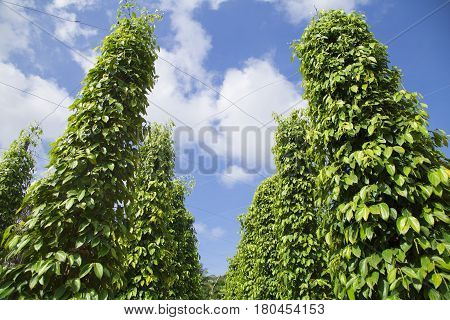 Pepper tree garden in the sunlight on Phu Quoc island, Vietnam