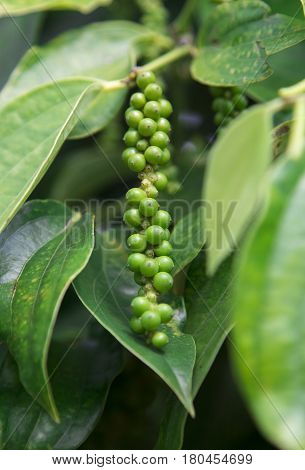 Pepper tree garden in the sunlight on Phu Quoc island, Vietnam