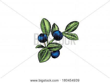 Drawing of blueberry branch with berries and leaves