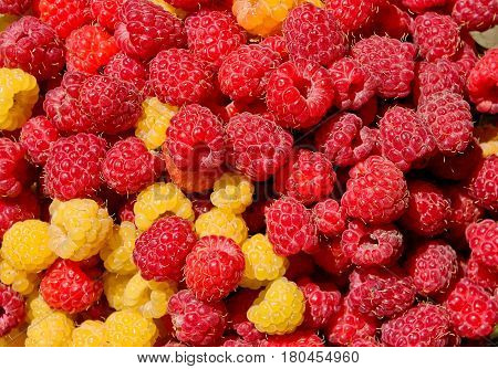 Fresh berries raspberries. Colored panno of berries. Garden harvest. Closeup. Background of berries.