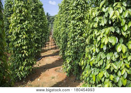 Pepper tree garden in the sunlight on Phu Quoc island, Vietnam