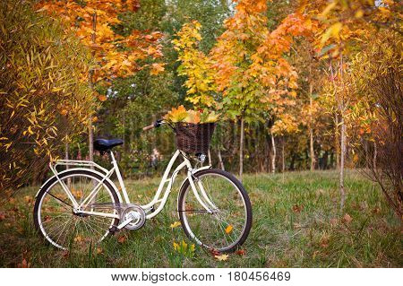 White retro style bicycle with basket with orange, yellow and green leaves, parked in the colorful autumn park