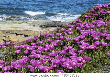 A lot of vibrant magenta mediterranean flowers in a sunny day